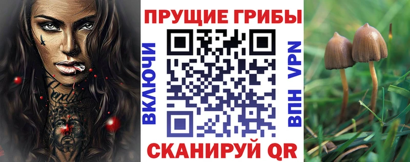 Купить закладки  Каргополь  Псилоцибиновые грибы мухоморы 